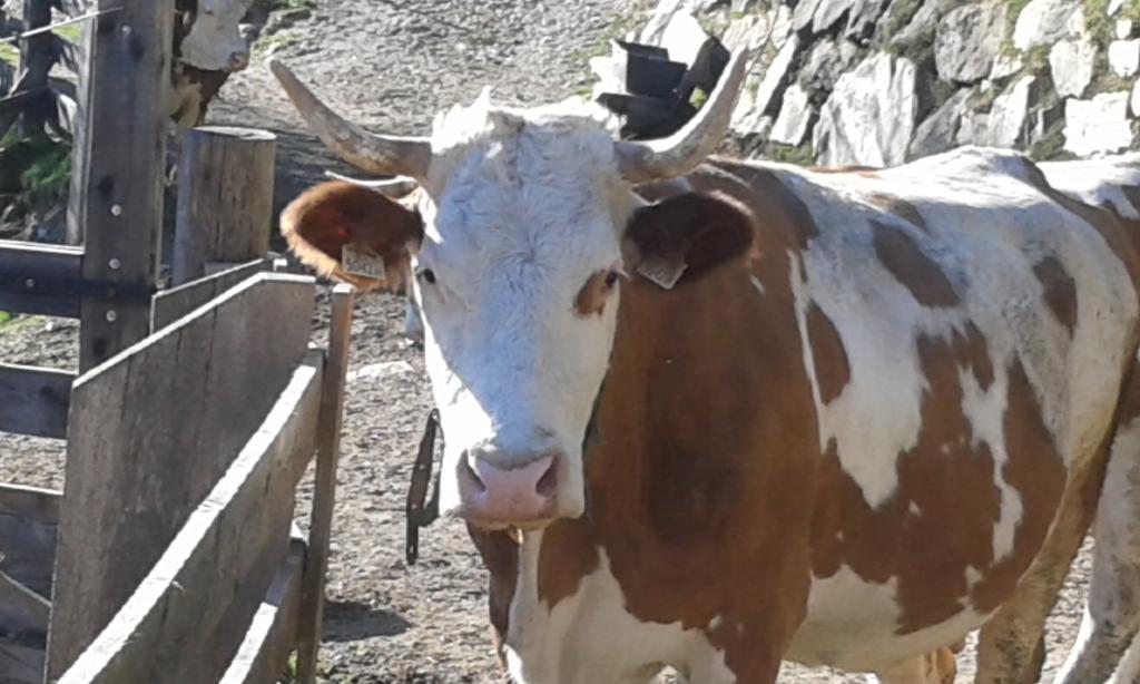 Obertimmeltaler Matrei in Osttirol Exterior foto